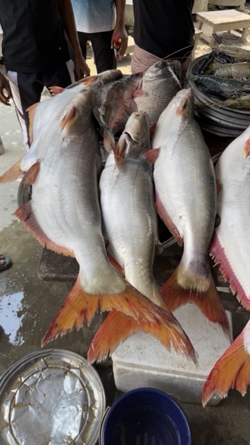 নদীর পাঙ্গাশ